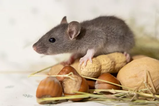 Сообщество помощи крысам с тяжелой судьбой. Эксклюзивное интервью