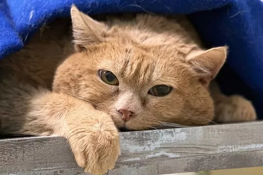 Ушел из жизни кот Крошик