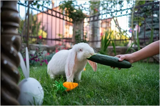Овощи в рационе кролика