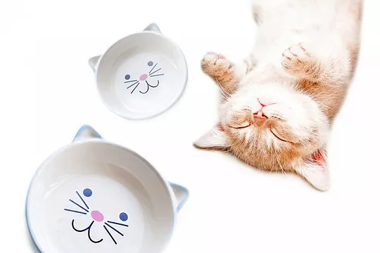 Миска как элемент интерьера