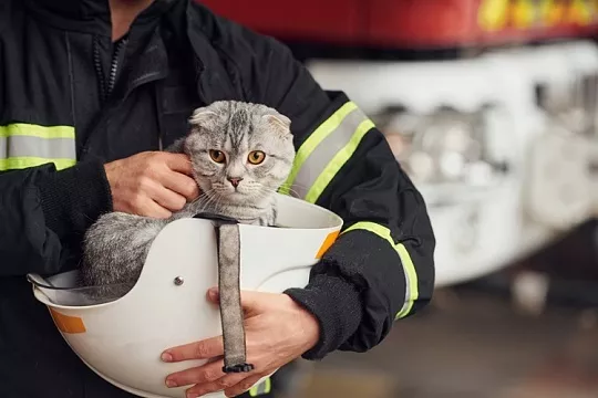 Собаки, кошки, белки, рыбки и черепахи: питомцы в МЧС России