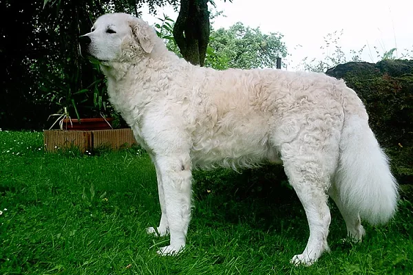 Венгерский кувас