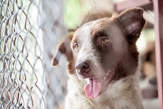 Какую собаку взять из приюта: щенка или взрослую?