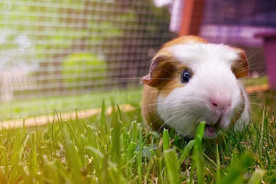 Зрение морских свинок