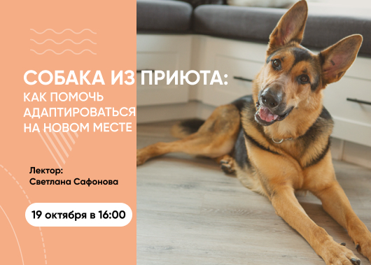 Вебинар «Собака из приюта. Как помочь адаптироваться на новом месте» 