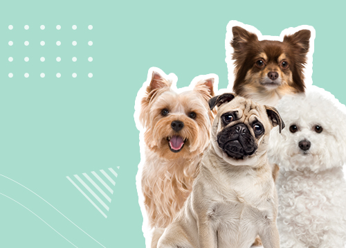 Вебинар «Питомец в квартире: обзор мелких пород собак»