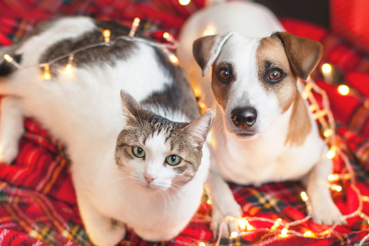 Выставка-пристройство собак и кошек «Домой!»: предновогоднее чудо 