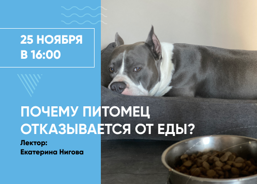Вебинар «Почему питомец отказывается от еды»