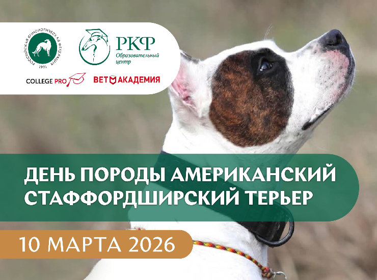 День породы Американский стаффордширский терьер