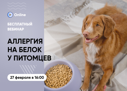 «Как определить аллергию на белок у питомца и подобрать оптимальный корм»