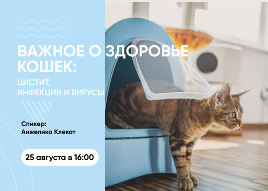 Вебинар «Важное о здоровье кошек: цистит, инфекции и вирусы»