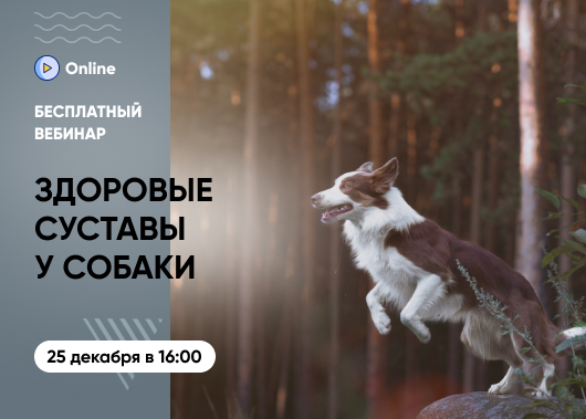 «Здоровые суставы и успешная реабилитация: как вернуть собаке радость движения»