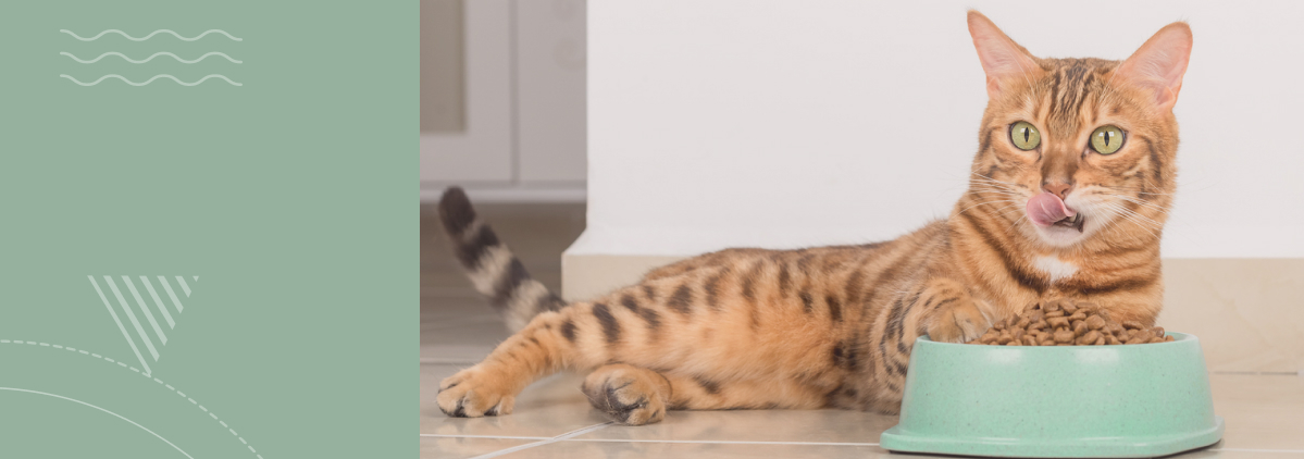 «Сахарный диабет у кошек: как распознать первые симптомы и подобрать эффективное лечение»