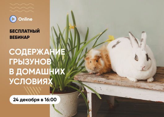 «Содержание грызунов в домашних условиях (кролики, шиншиллы и морские свинки)»
