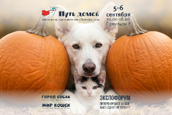 «Путь домой»