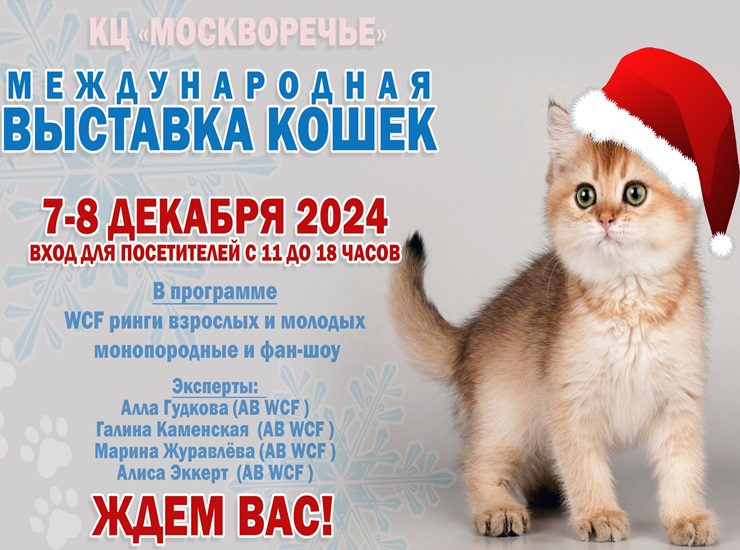 «Зимний кубок Кот-Инфо‎»‎