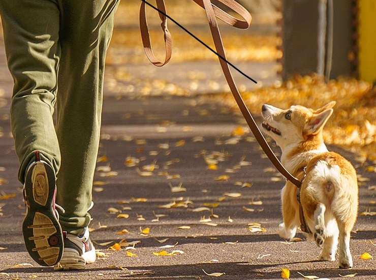 Бесплатное занятие для собак в Казани