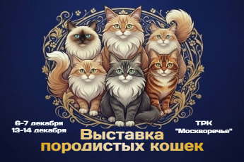 Выставка породистых кошек