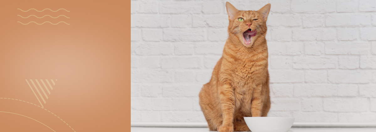 «Почечная недостаточность у кошек: как вовремя распознать симптомы и выбрать правильную стратегию лечения»