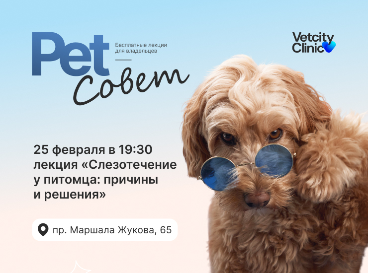 «Слезотечение у питомца: причины и решения»