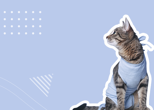 Вебинар «Все, что нужно знать о кастрации и стерилизации кошек»