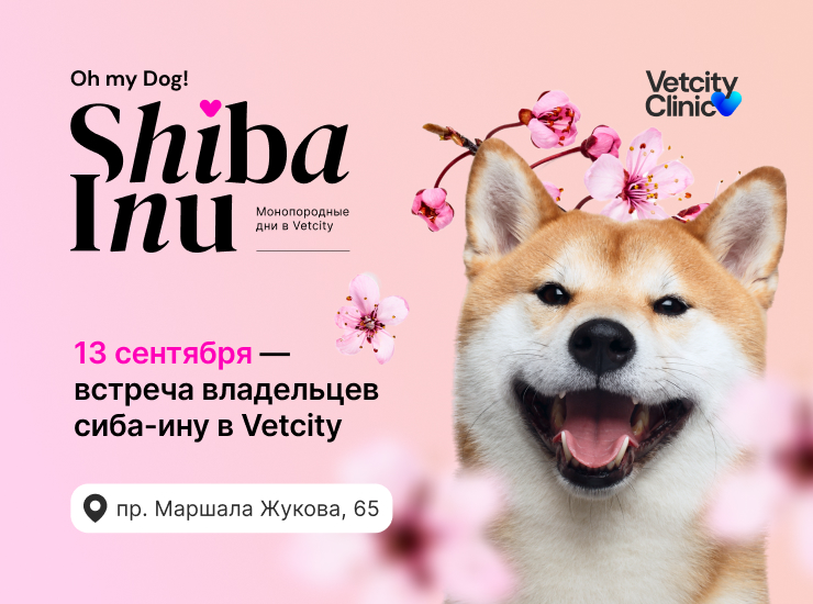 Oh my dog! Shiba Inu