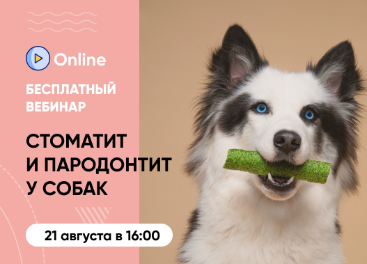 «Стоматит и пародонтит у собак : как сохранить зубы питомца здоровыми?»