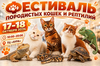 Фестиваль «ТОПКЭТ»
