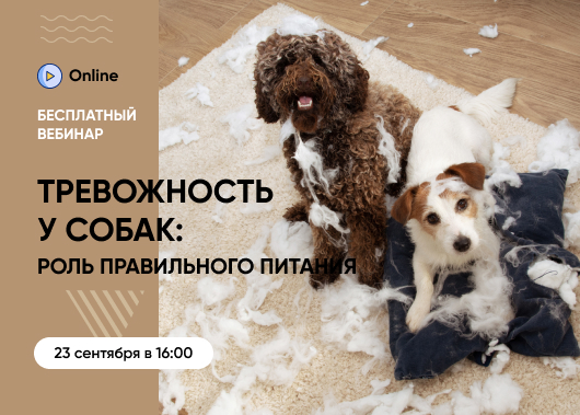 «Тревожность у собак — что важно знать владельцу и как питание может помочь»