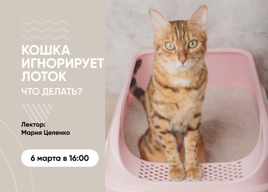Вебинар «Кошка игнорирует лоток и наполнитель. Что делать?»