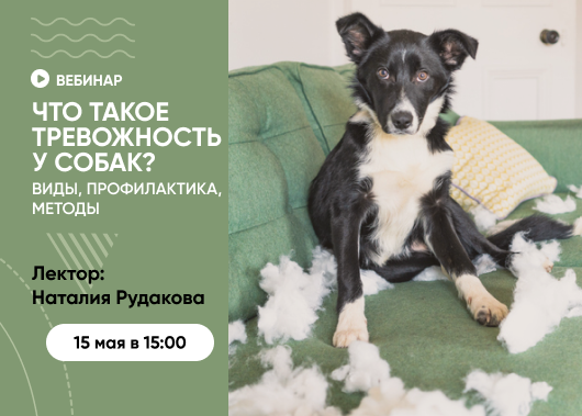 Вебинар «Что такое тревожность у собак? Виды, профилактика, методы»