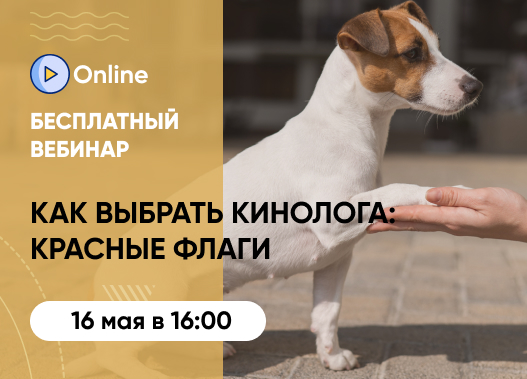 «Как выбрать кинолога и распознать красные флаги»