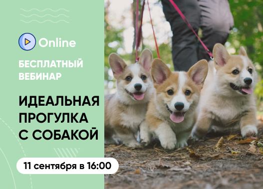 «Идеальная прогулка с собакой. Какая она?»