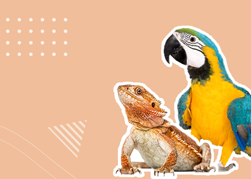 Вебинар «Экзотические животные: кого завести дома?»