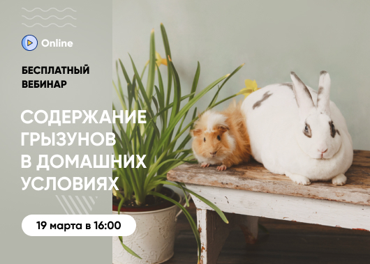 «Содержание грызунов и зайцеобразных в домашних условиях (кролики, шиншиллы и морские свинки)»