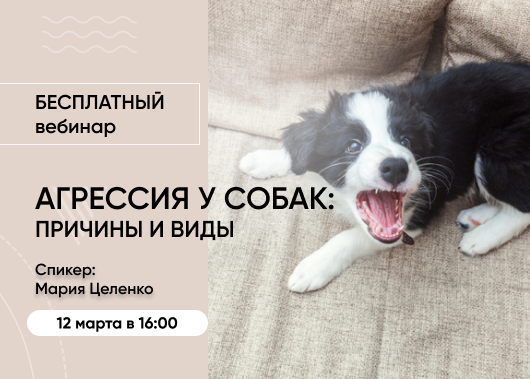 «Агрессия у собак: причины, виды и устранение»