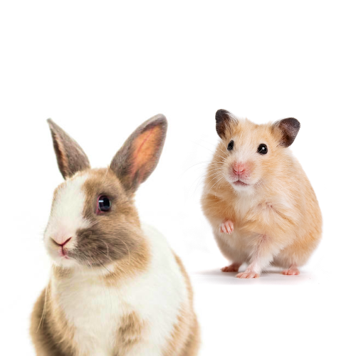 Грызуны и кролики