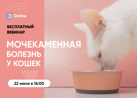 «Мочекаменная болезнь у кошек: как заметить, остановить и не допустить повторно»
