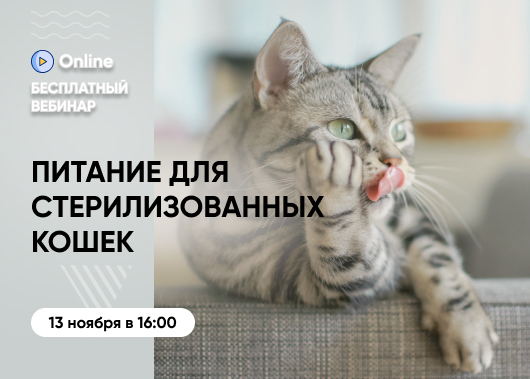 «Питание для стерилизованных кошек: все, что нужно знать»