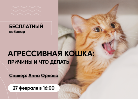 «Агрессивная кошка: причины и что делать?»