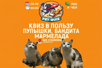 Квиз обо всем в пользу Мармелада, Пупышки и Бандита