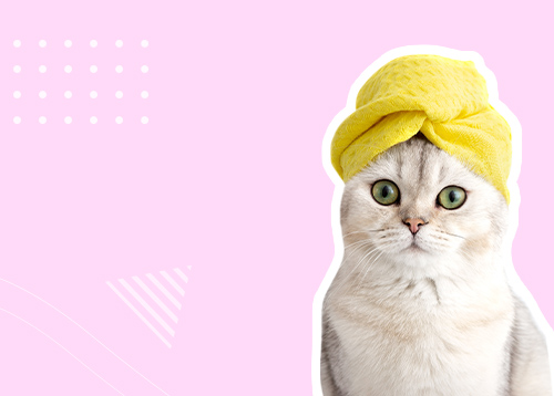 Вебинар «Кошачий груминг: спасаемся от шерсти по всему дому!»