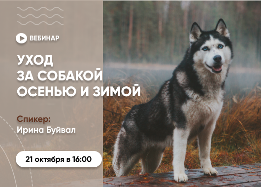 «Осенне-зимний уход за собаками: советы по здоровью и безопасности»
