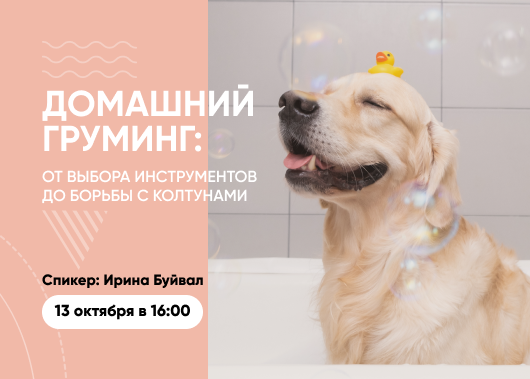 Вебинар «Домашний груминг: от выбора инструментов до борьбы с колтунами»