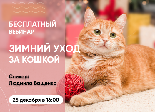 «Зимний уход за кошками: забота, питание и безопасность»