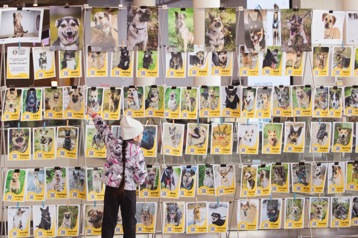 Фестиваль «Собаки, друзья и человеки»