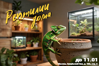 Рептилии дома – живое занятие
