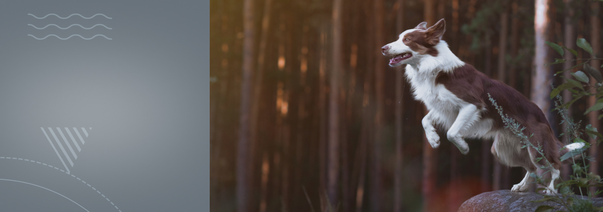 «Здоровые суставы и успешная реабилитация: как вернуть собаке радость движения»