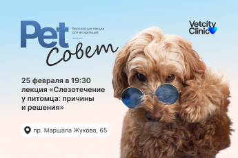 «Слезотечение у питомца: причины и решения»