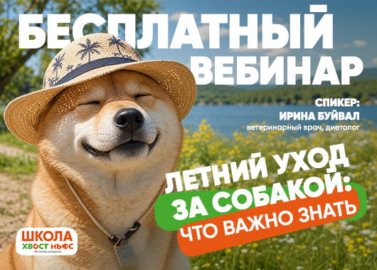 Бесплатный вебинар «Летний уход за собакой: что важно знать»